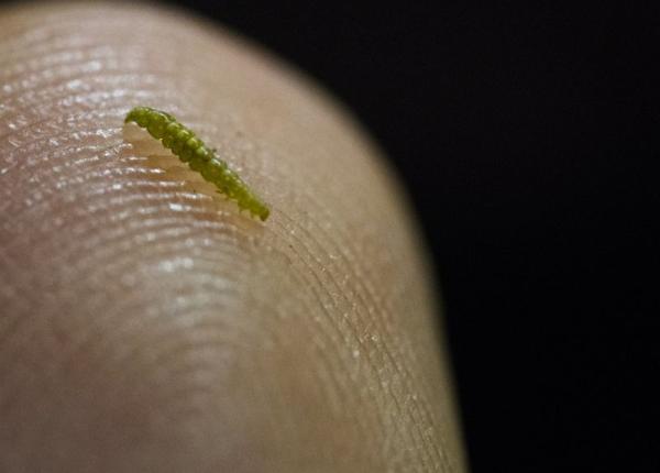 parazitii intestinali cum ajung in organism si care sunt simptomele infestarii dr cretu se manifesta prin dureri abdominale