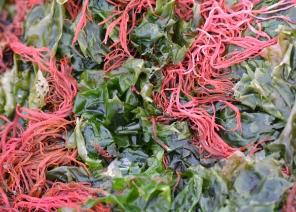 algele marine rosii motivul pentru care japonezii au un risc mic de cancer la colon dovezi stiintifice