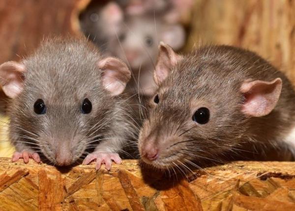 dr carmen dorobat despre invazia de sobolani din bucuresti am putea vorbi si despre un alt tip de epidemie