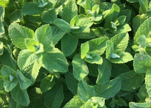 oregano efecte antibacteriene si antivirale motive ca sa l includeti in dieta