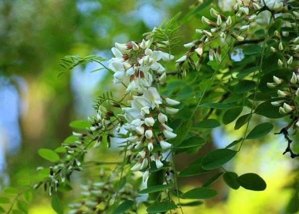 flori de salcam cum faci tuica din ele iese mai aromata decat cea din prune flori de salcam cum faci tuica din ele iese mai aromata decat cea din prune