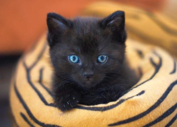 zodiacul ghinionistilor eterni cele 3 zodii care par sa nu aiba noroc in viata