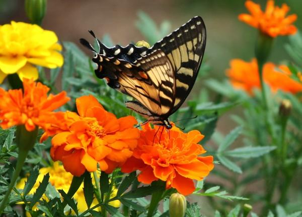 florile de galbenele secretul pentru o gradina fara daunatori truc simplu