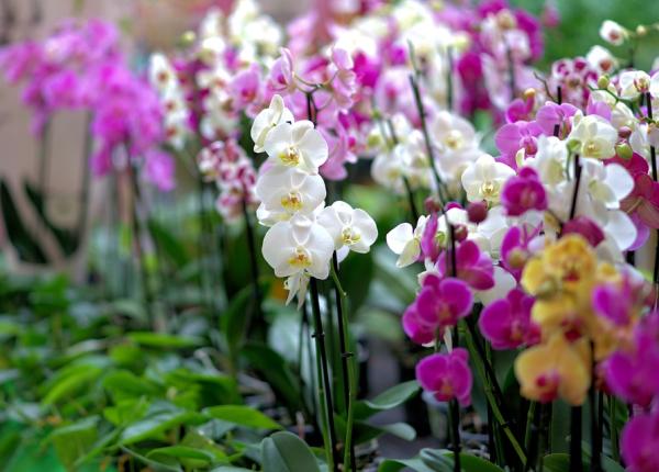 scortisoara solutia salvatoare pentru orhideea ofilita este mai simplu decat crezi