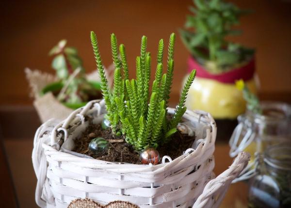 5 motive pentru care sa tii plante in casa si in jurul casei tale