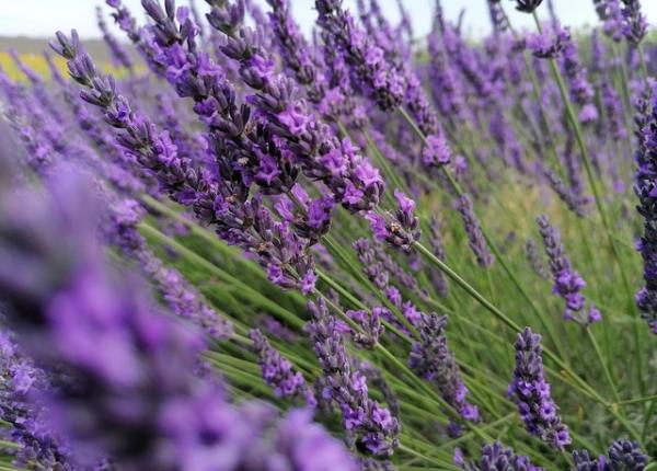 5 plante care tin departe capusele