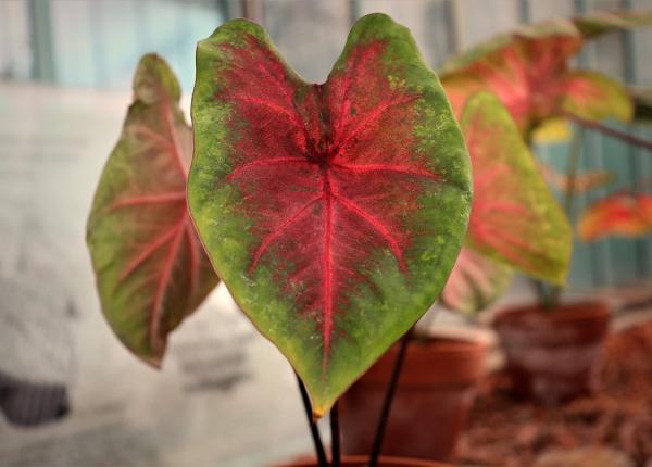 6 plante care nu au ce cauta in casa ta sunt extrem de toxice