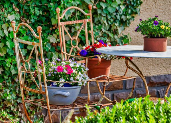 cum ingrijesti plantele cumparate din magazin ce greseli sa eviti