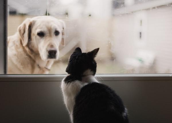 oamenii care au caini sunt mai fericiti iar cei care au pisici mai destepti concluziile unui studiu