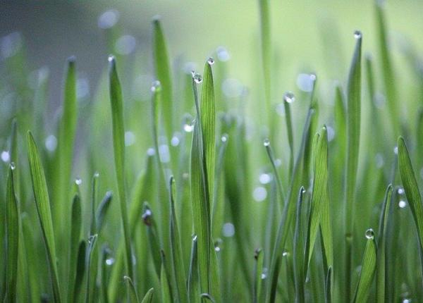 ingrasamant 100prc natural din iarba taiata cum se prepara