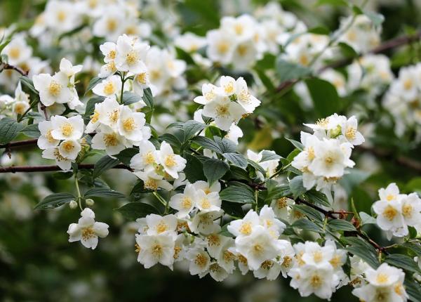 5 plante care te ajuta sa dormi profund trebuie sa le ai in casa