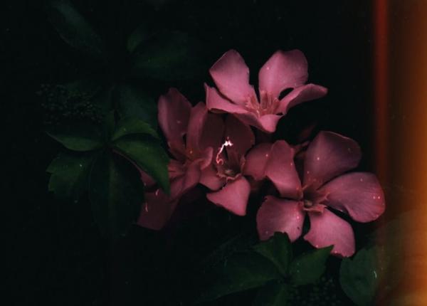 gingase si parfumate dar extrem de otravitoare 7 plante de gradina care te pot imbolnavi