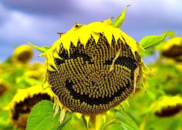 uleiul de floarea soarelui ce miracole face pentru fata si parul tau