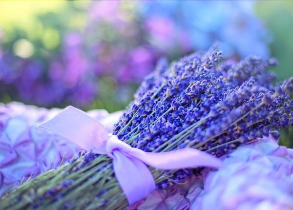 analgezice naturale cele mai puternice 6 plante care combat durerea