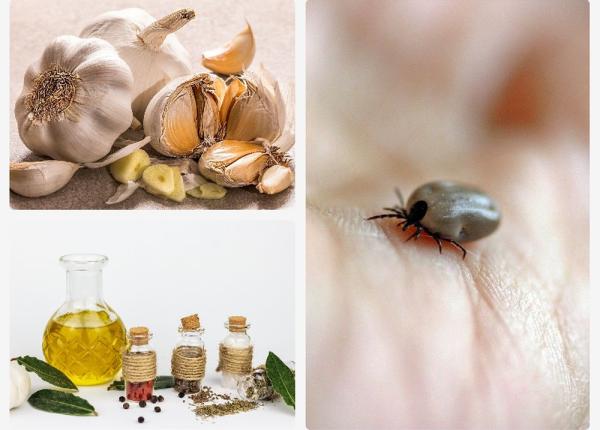 uleiurile esentiale din usturoi si 10 plante ucid bacteriile care produc boala lyme studiu