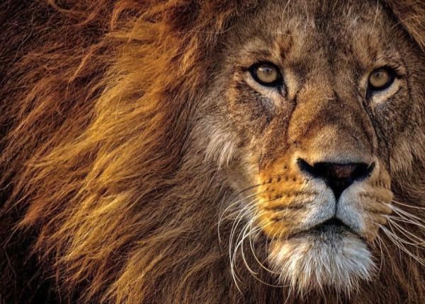 zodiile perfect compatibile cu leul cu cine face perechea cea mai buna