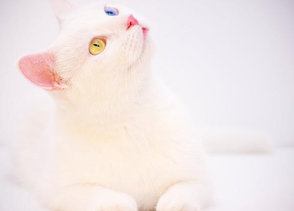 dr vasi radulescu 13 lucruri pe care le inveti din traiul cu o pisica