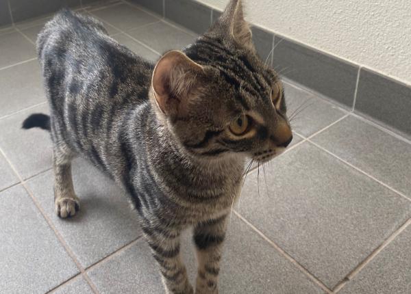 francez prabusit pe podea salvat de pisica felina a alertat vecinii