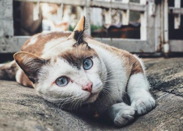 cum te poate imbolnavi pisica toxoplasma parazitul care iti poate schimba comportamentul si iti pune viata in pericol