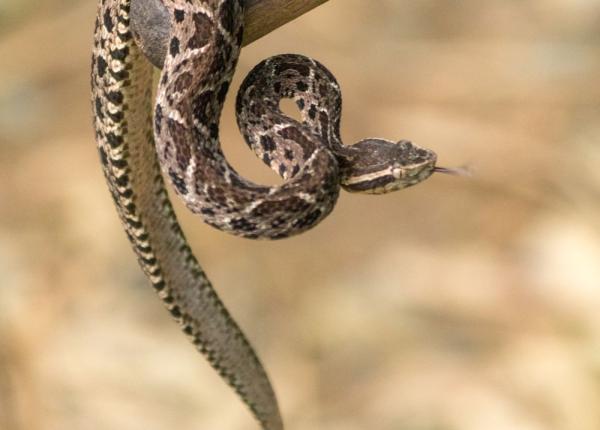 substanta din veninul unui sarpe din brazilia posibil tratament pentru covid 19
