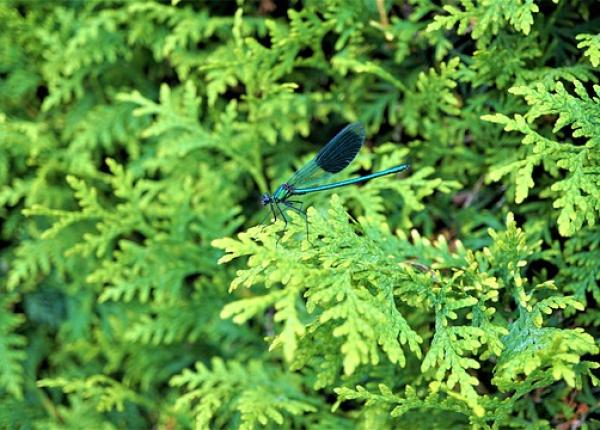 chiparosul tot ce trebuie sa stii despre cultivarea si ingrijirea lui