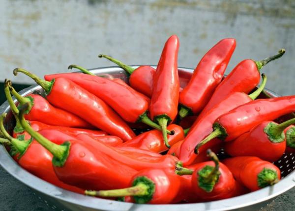 dr vasi radulescu definitia pentru placebo cum functioneaza un plasture cu capsaicina fara sa l scoti din tipla