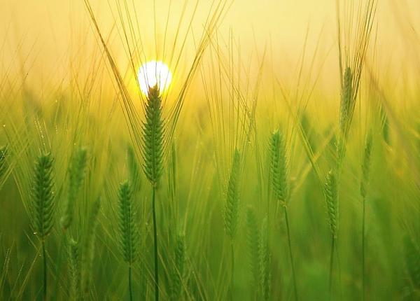 secara efecte benefice incredibile asupra inimii si a glicemiei studiu