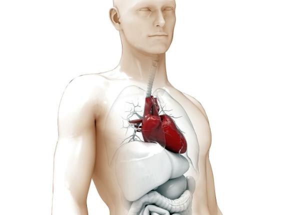 boli cardiovasculare cum le previi prin cateva schimbari simple ale stilului de viata boli cardiovasculare cum le previi prin cateva schimbari simple ale stilului de viata