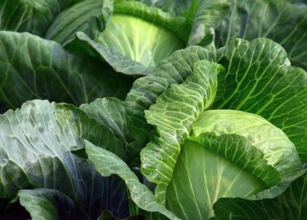 5 motive pentru care sa nu excluzi varza din dieta