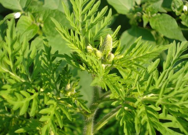 ambrozia peste 5prc din populatia activa a tarii este alergica la planta
