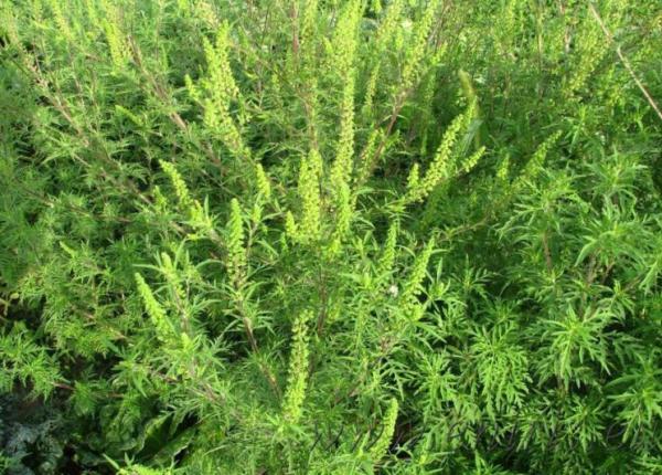 dr tudor ciuhodaru reactia alergica la ambrozie poate fi fatala 10 lucruri care va pot salva viata