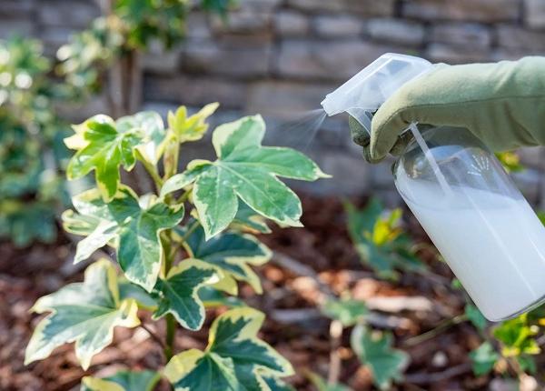 laptele cum sa l folosesti la gradinarit plantele tale vor creste surprinzator