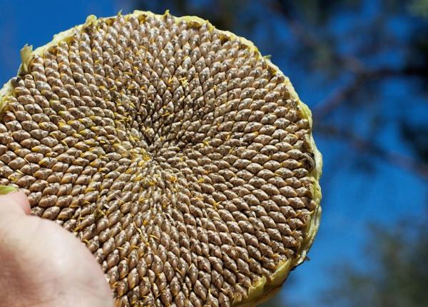 4 dintre cele mai sanatoase gustari sarate