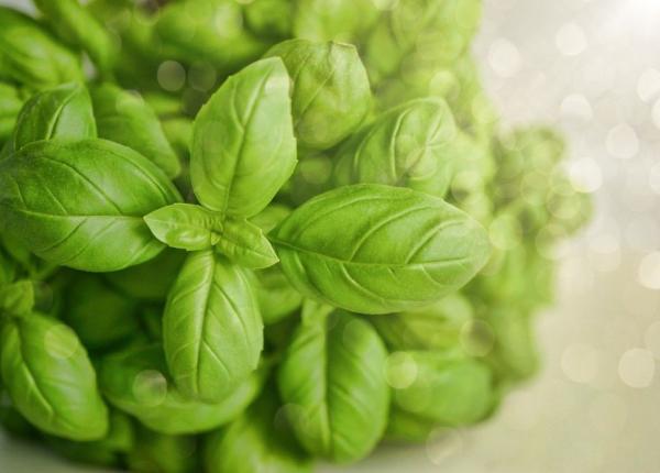 busuiocul posibil tratament pentru alzheimer un compus al sau reduce neurotoxicitatea in creier studiu