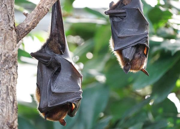 virusul nipah transmis de lilieci ar putea provoca o alta pandemie mortala avertizeaza inventatorul vaccinului covid al astrazeneca