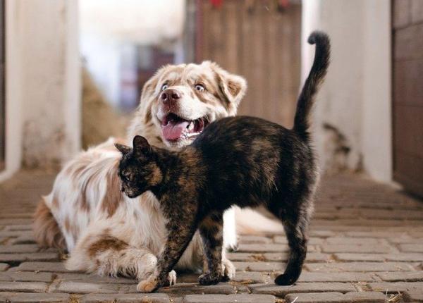 varianta covid 19 ingrijoratoare detectata la caini si pisici cu suspiciune de miocardita au luat boala de la stapani studiu