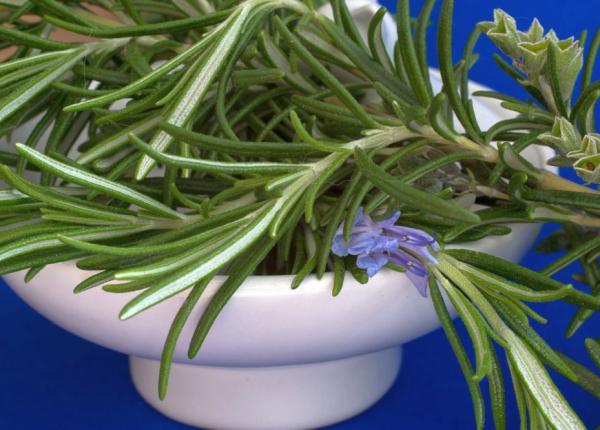 uleiul esential de rozmarin 4 beneficii uluitoare pentru sanatate