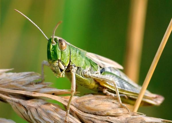 lacusta aliment in ue comisia europeana a dat autorizatie