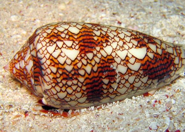 veninul extrem de periculos al unui melc conic de mare ar putea fi tratament pentru diabet studiu