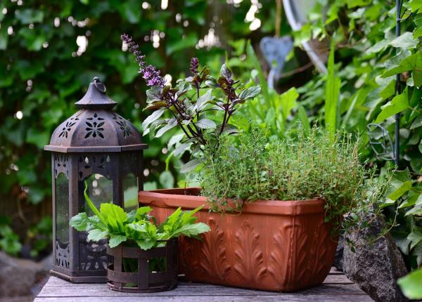 planta pe care toti romanii trebuie sa o consume in aceasta perioada mihaela bilic despre beneficiile sale miraculoase