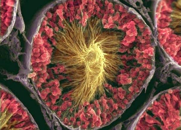 dr vasi radulescu 12 chestii interesante despre spermatozoizi pe care nu le stiti dr vasi radulescu 12 chestii interesante despre spermatozoizi pe care nu le stiti