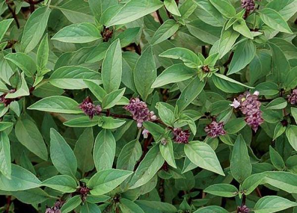 planta pe care toti diabeticii ar trebui sa o cunoasca efectele benefice sunt neasteptate