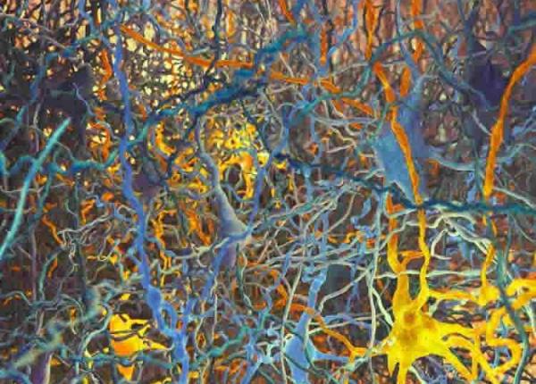 imaginea spectaculoasa a corpului uman la microscop dr vasi radulescu aceasta lume e inca plina de mistere