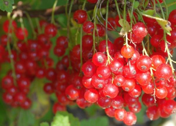 fructele care tin la distanta infectiile urinare iata de ce ar trebui sa le consumi zilnic