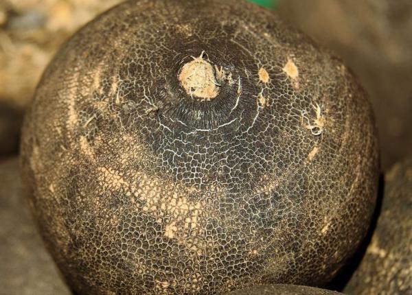 ridichea neagra 6 beneficii uluitoare pentru sanatate dovedite stiintific