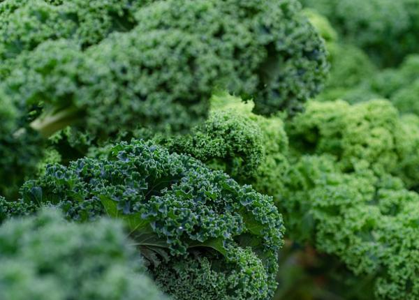 varza kale 5 motive pentru care ar trebui sa consumi acest superaliment in mod regulat