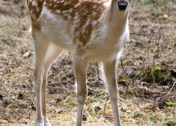 covid 19 caprioarele sunt frecvent infectate cu noul coronavirus