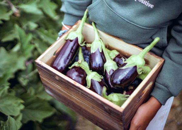 vinetele 6 beneficii uluitoare pentru sanatate dovedite stiintific