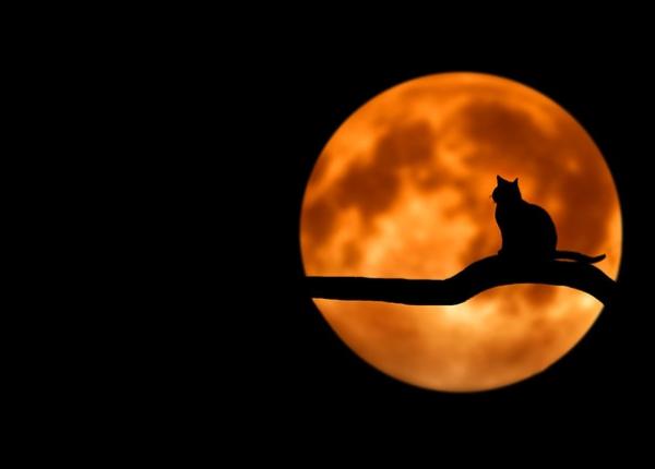 horoscop 4 zodii care iubesc lucrurile infricosatoare nu se tem de fantome dar pot fi terifiati de un soricel