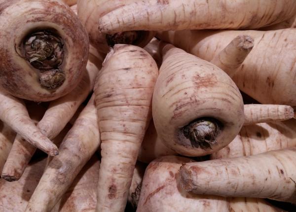 pastarnacul 4 beneficii incredibile pentru sanatate dovedite stiintific